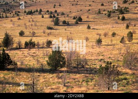 Western Juniper (Juniperus Occidentalis) On Granite Summit At Sunrise ...