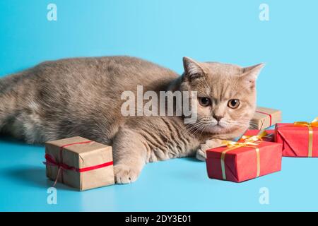 Pensive cat breed British Shorthair peach color lies with gifts Packed in paper on a blue background. A look at the camera. Close-up Stock Photo