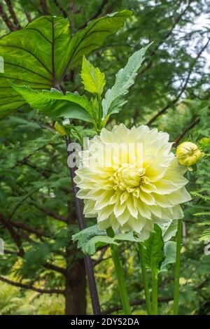 The large, yellow or creamy white blooms of a dahlia are surrounded by their serrated leaves. The focus is on the beautiful bloom. Botanical garden in Stock Photo