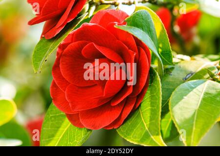 A large red rose on a rosebush in the sunshine. Detail shot of an open flower in a wild garden. Single flower on a shrub with green leaves in spring Stock Photo