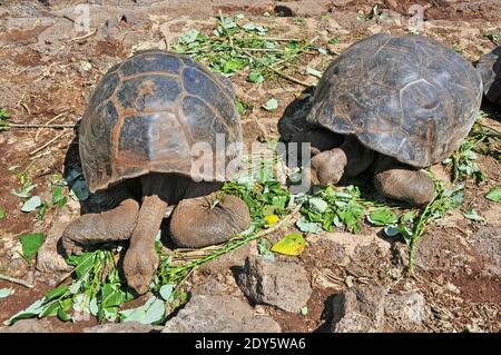 giant tortoises eating leaves,  Charles Darwin research station, Puerto Ayora, Santa Cruz island, Galapagos islands,  Ecuador Stock Photo