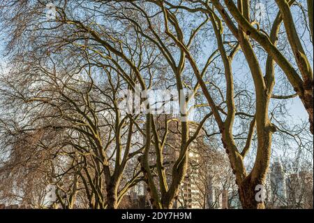 Looking up at trees without leaves in winter against a blue sky Stock Photo