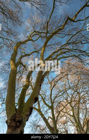 Looking up at trees without leaves in winter against a blue sky Stock Photo