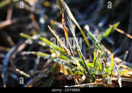 Close-up Of Plant On Snow Covered Field