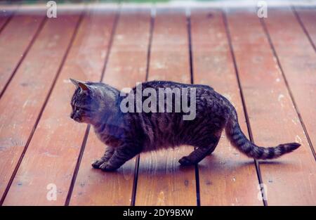 beautiful tabby cat on the porch of the house Stock Photo