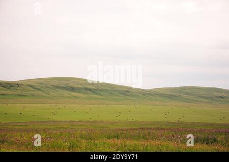 Hilly steppes running through a picturesque valley on a sunny summer day. Khakassia, South Siberia, Russia. Stock Photo