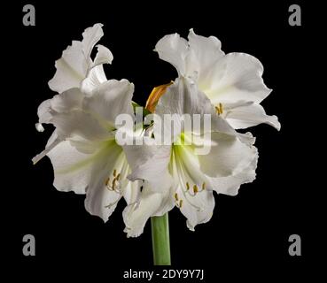 'Intokazi, Intokasie' Hippeastrum, Amaryllis (Hippeastrum x hortorum) Stock Photo