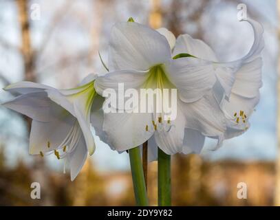 'Intokazi, Intokasie' Hippeastrum, Amaryllis (Hippeastrum x hortorum) Stock Photo