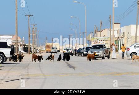 An Omani bedouin man with is her of goats. Stock Photo