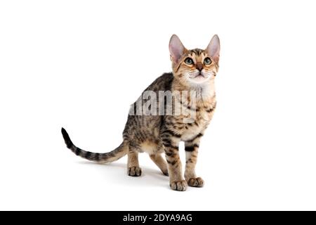 Purebred smooth-haired kitten on a white background Stock Photo