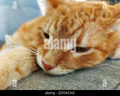 muzzle of a ginger dozing cat Stock Photo