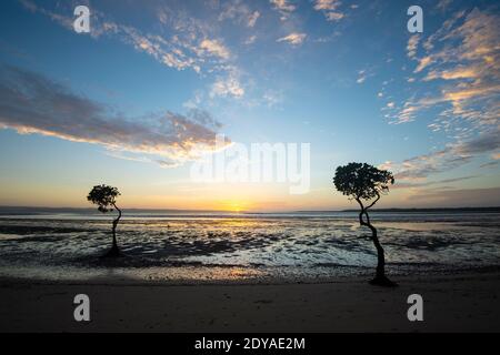 Sunrise on the beach with sun on the horizon between two lone mangrove trees, Poona, Fraser Coast Region, Queensland, QLD, Australia Stock Photo