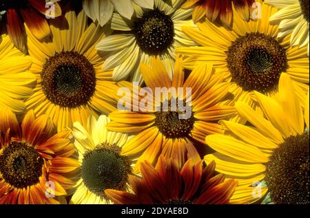 Domestic sunflower arrangement (Helianthus sp.) Stock Photo