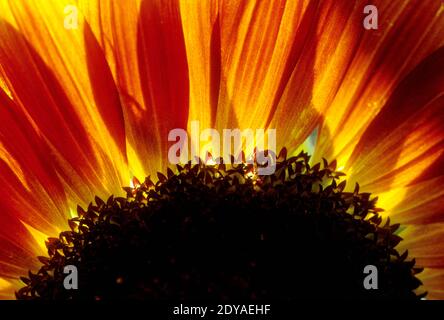 Domestic sunflower close-up (Helianthus sp.) Stock Photo