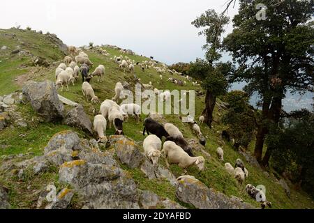 Mountain range near Triund Hill. Herd of sheep grazing on a green meadow between rocks in the mountains near McLeod Ganj. Foothills of Himalaya Stock Photo