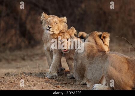 Asiatic Lioness Playful cubs looking at camera, Gir forest India. Stock Photo