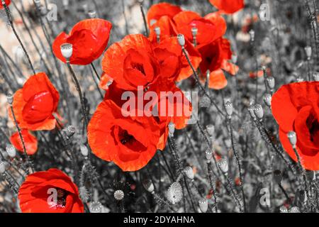 Wild poppies growing along the paths, Ohrid, Macedonia, (FYROM)), Republic of Northern Macedonia Stock Photo