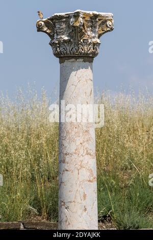 Black-eared Wheatear - Oenanthe hispanica - eastern race female, pale throated form on Column & capital, Stobi, archeological ruins of Roman City, Mac Stock Photo