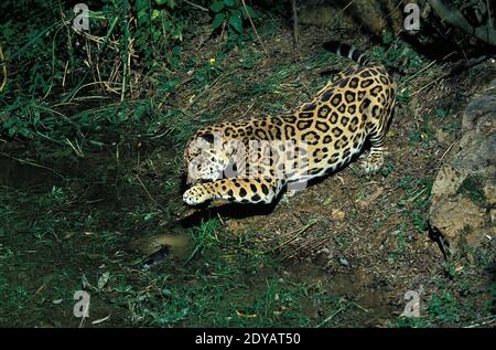 Jaguar, panthera onca, Adult Fishing Stock Photo