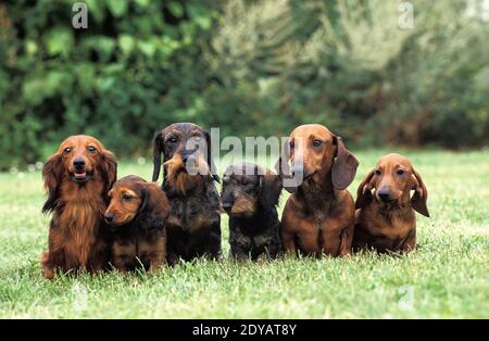 smooth wire haired dachshund