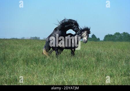 Lusitano Horse, Stallions Fighting Stock Photo