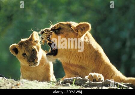 African Lion, panthera leo, Cub and Mother Snarling, Masai Mara Park in Kenya Stock Photo