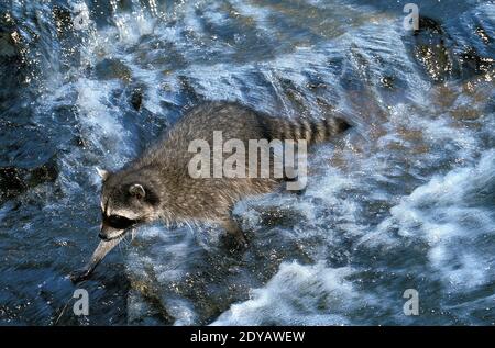 Raccoon, procyon lotor, Adult crossing River Stock Photo