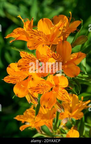 Lilium pumilum (lily) an orange spring summer flower plant, stock photo image Stock Photo