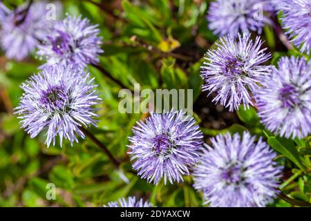 Globularia cordifolia a spring summer flowering plant with a blue purple summertime  flower commonly known as  Heart leaved glob daisy stock photo ima Stock Photo