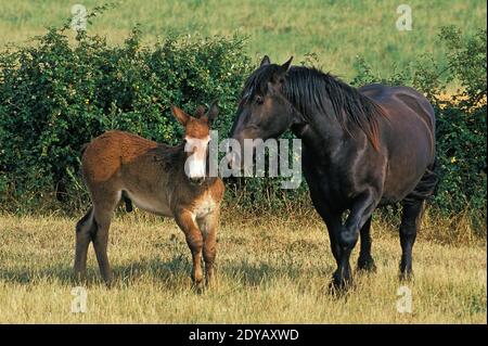 Mulassiere du Poitou and Mule Stock Photo