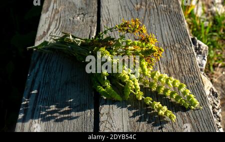 A bouquet of hop flowers, illuminated by the setting sun, on a wooden bench. Stock Photo