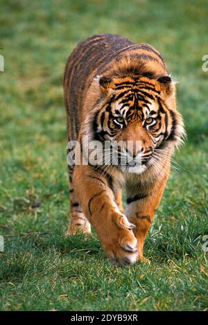 Sumatran Tiger, panthera tigris sumatrae, Male walking