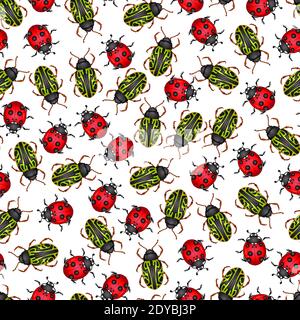 Vector illustration with insect beetles. Seamless pattern isolated on white background. Texture for print, banner, textile, wrapping paper. Ladybird, calligrapha serpentina Stock Vector