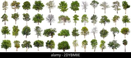 isolated big tree collection isolated on white background Stock Photo