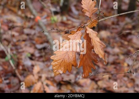 Brown oak leaves on a rainy autumn day. Stock Photo