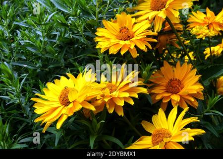 Heliopsis helianthoides Scabra 'Mars' False sunflower Stock Photo