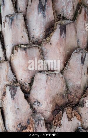 Texture of the bark of a palm tree Stock Photo