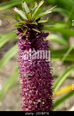 Pineapple Lily Eucomis Twinkle Stars Honey bee on flower Stock Photo