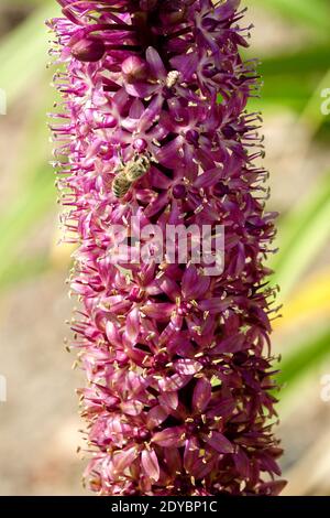 Pineapple Lily Eucomis Twinkle Stars Stock Photo