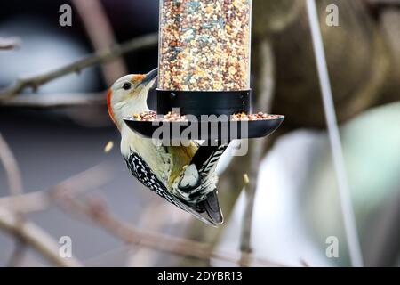 Yellow-bellied Woodpecker hanging on bird feeder Stock Photo