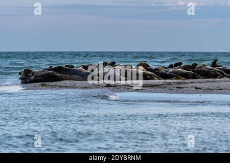 A harbor seal colony resting on a sandbank near the ocean. Picture from Falsterbo in Scania, southern Sweden Stock Photo