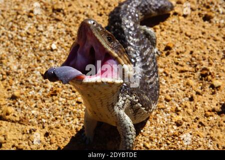 Tiliqua rugosa, the western shingleback or bobtail lizard, threat display with tongue sticking out, near Jerramungup in Western Australia Stock Photo