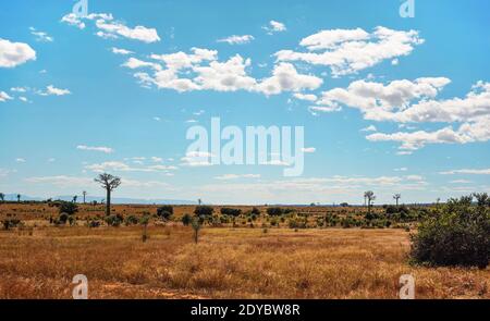Flat land with low grass and bushes, some baobab trees growing in distance, typical landscape of Maninday, region Madagascar Stock Photo