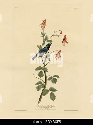 Plate 155 Black-throated Blue Warbler from The Birds of America folio (1827–1839) by John James Audubon. Very high resolution and quality edited image Stock Photo