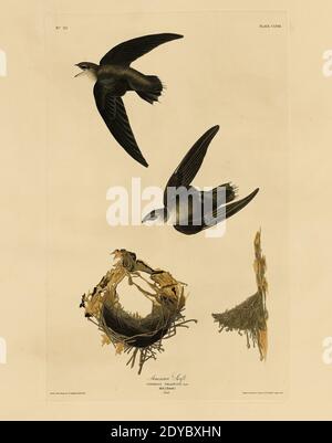 Plate 158 American Swift, from The Birds of America folio (1827–1839) by John James Audubon - Very high resolution and quality edited image Stock Photo