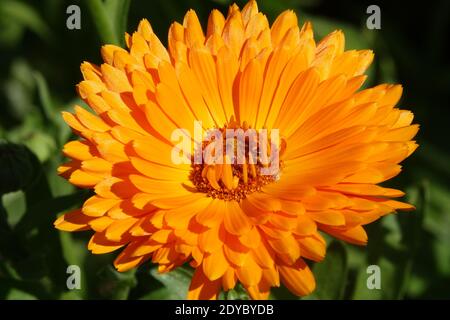 Calendula flower Stock Photo