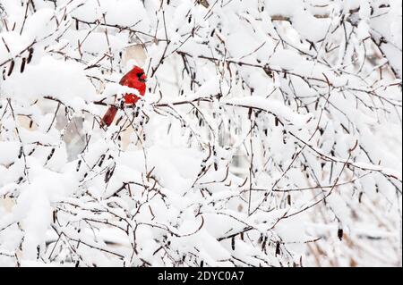 Northern cardinal in snow covered birch Stock Photo