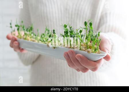 Peas microgreens in woman hands. Earth Day. Seed Germination at home. Space for text. Concept Vegan and healthy eating. Growing sprouts. Stock Photo