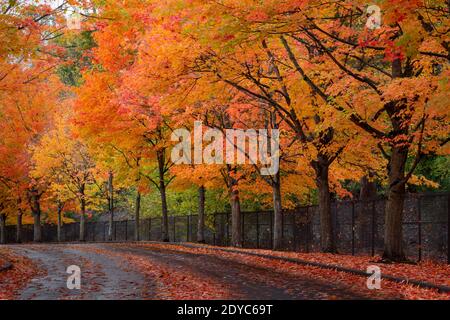 WA18853-00...WASHINGTON - Trees lining the road through city park on a rainy, autumn day in Renton, Washington. Stock Photo