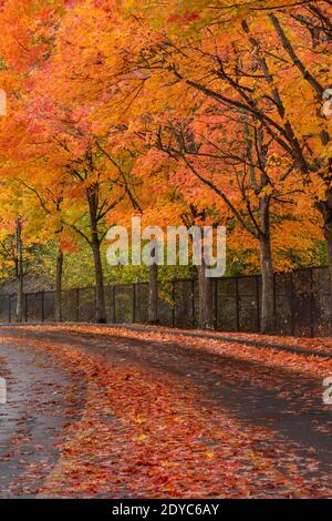 WA18855-00...WASHINGTON - Trees lining the road through city park on a rainy, autumn day in Renton, Washington. Stock Photo